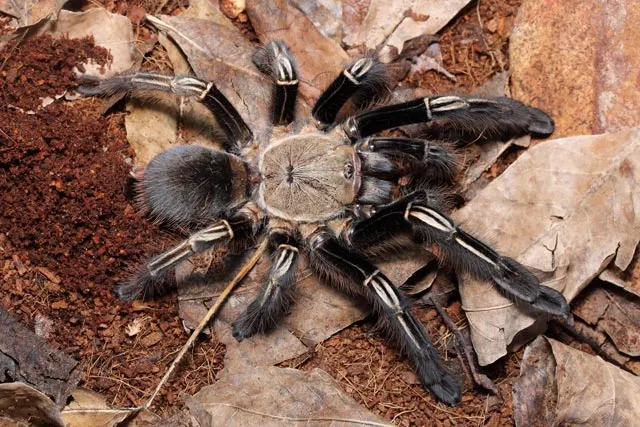 20180 european tarantula camouflage