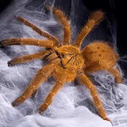 20180 european tarantula eating