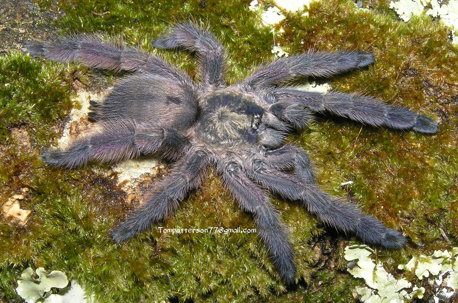 20180 european tarantula mating