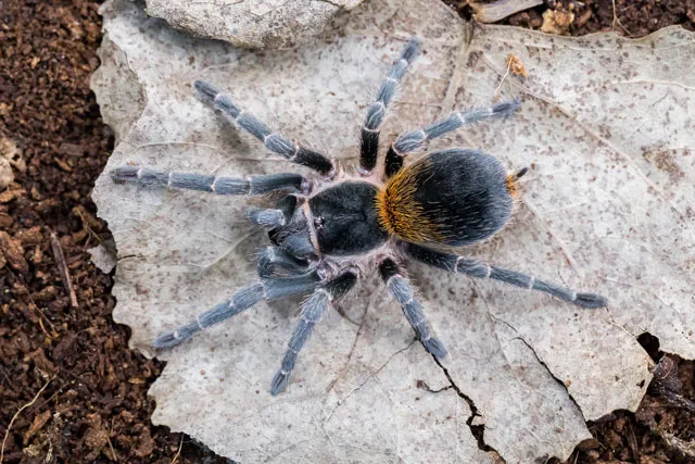 20180 european tarantula species