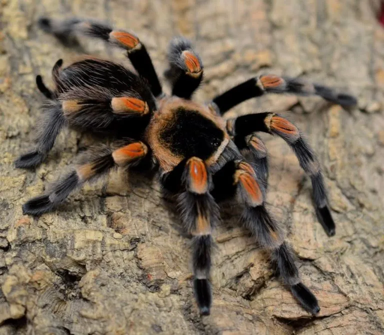 /img/20190-breeding-tarantula.webp