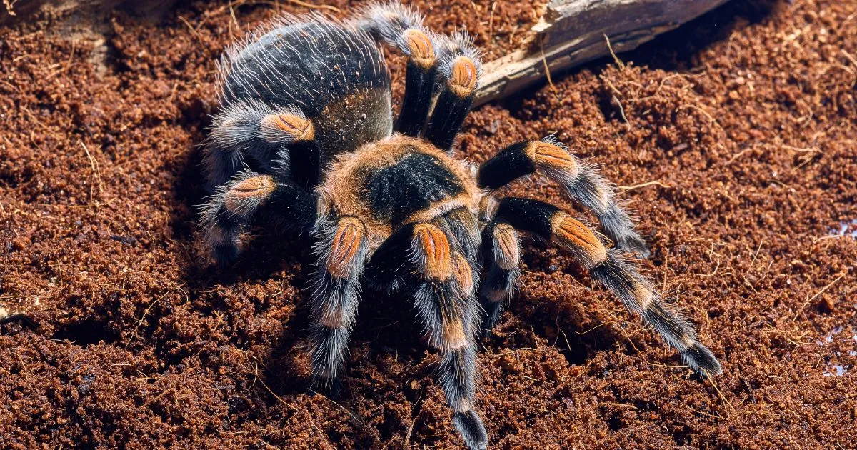 20190 handling tarantula