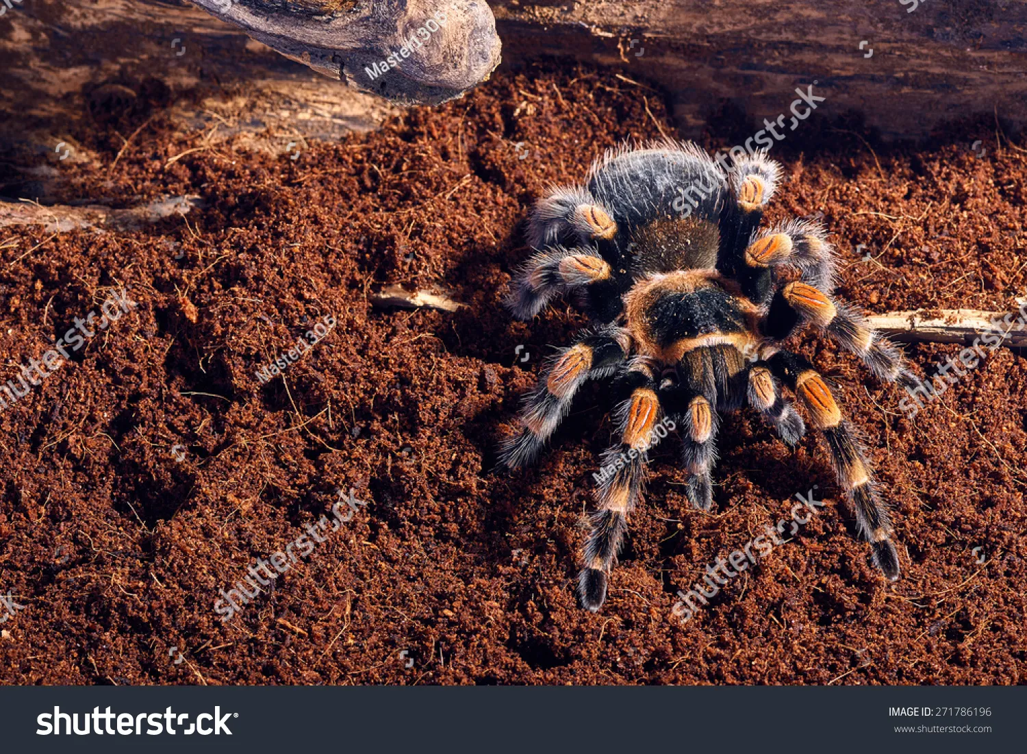 20190 tarantula molting