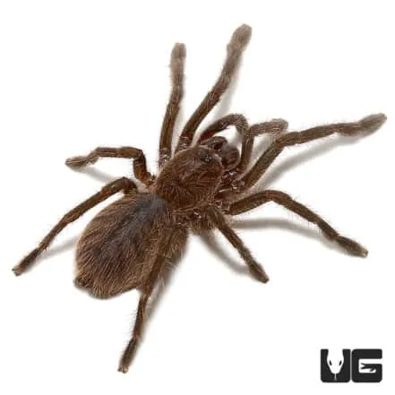 20194 columbian blue tarantula blue hairs