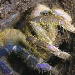 /img/20194-columbian-blue-tarantula-handling.webp