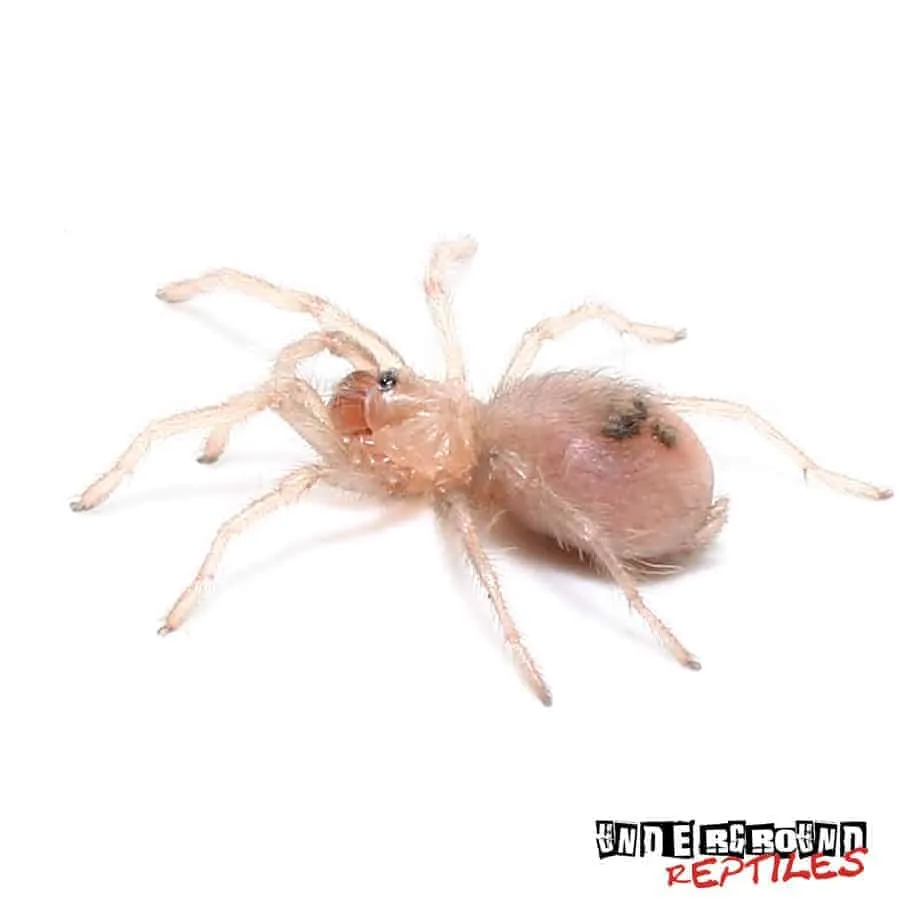 20194 columbian blue tarantula lifespan