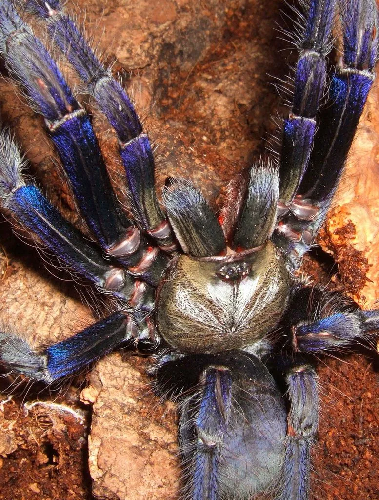20194 columbian blue tarantula size