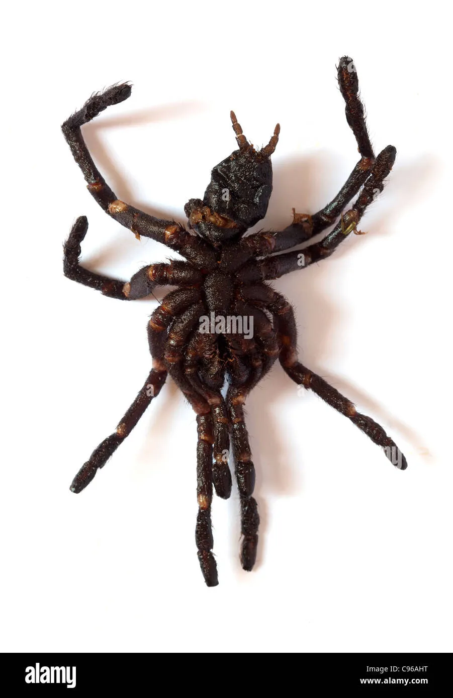 20195 fried tarantulas market