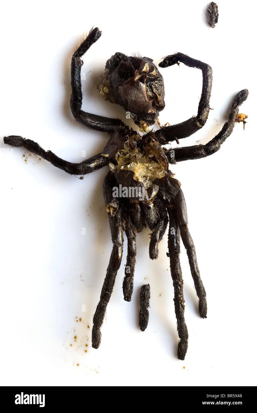 20195 tarantula preparation