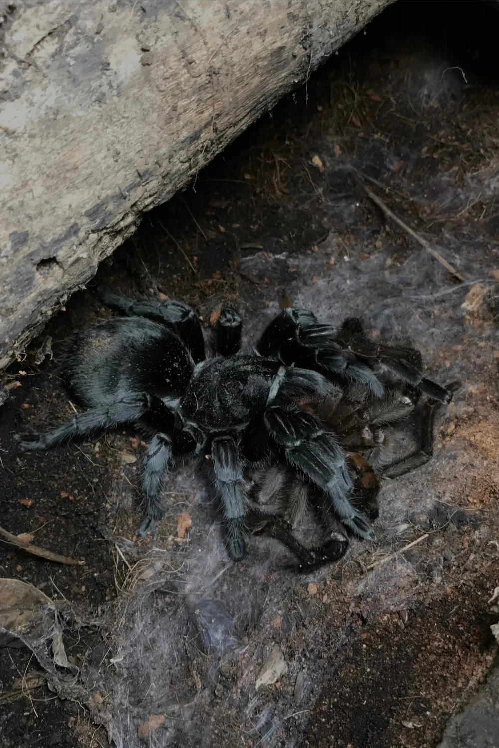 20196 brazilian black tarantula feeding
