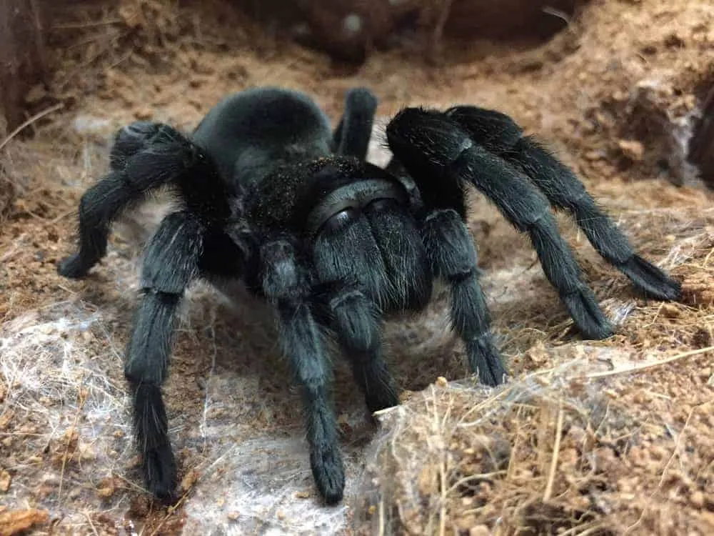 20196 brazilian black tarantula health