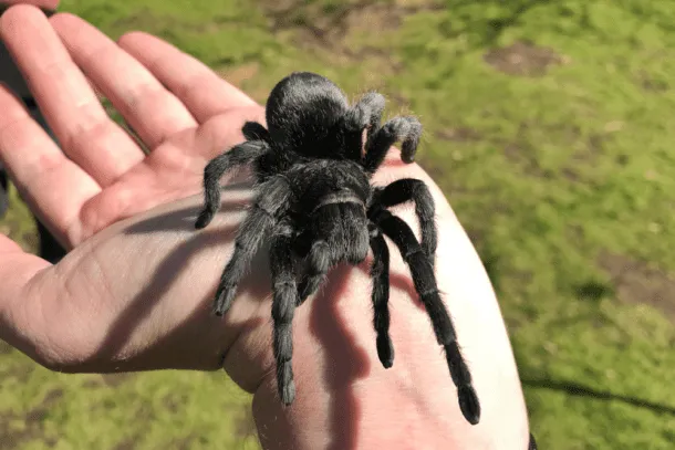 20196 brazilian black tarantula overview