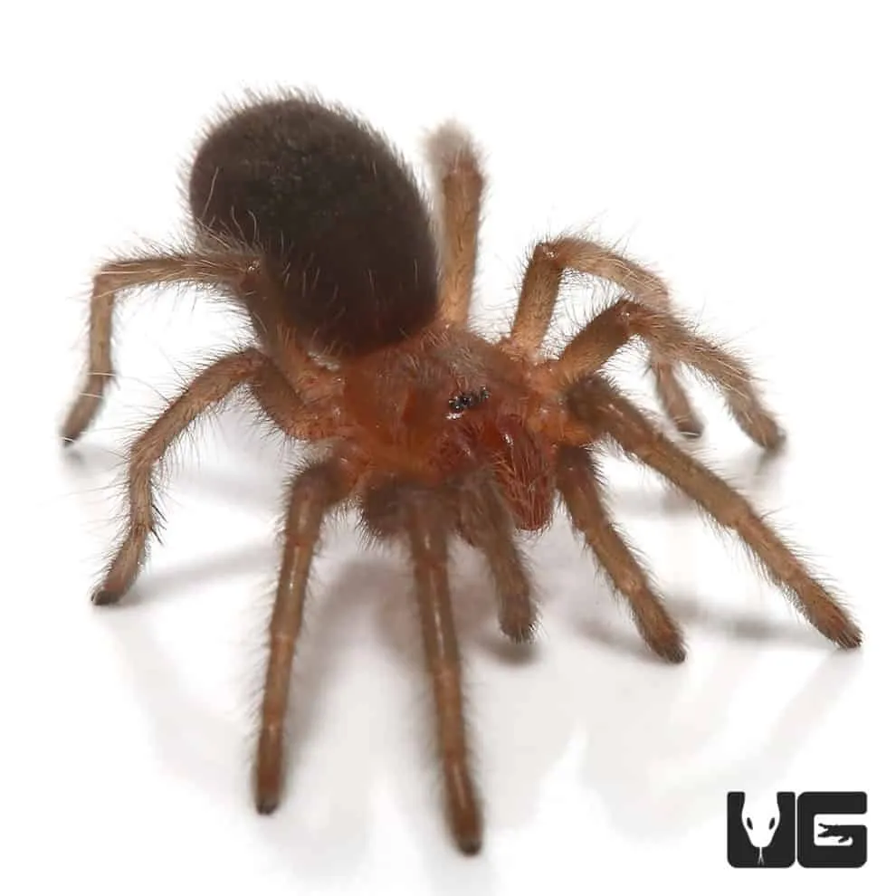 20196 brazilian black tarantula vendor