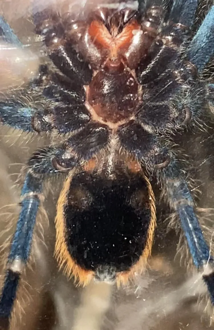 20197 female tarantula spermathecae