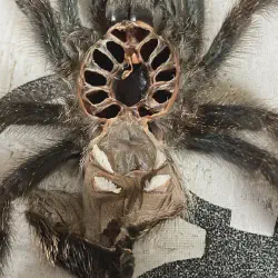 /img/20197-microscope-tarantula-gender.webp