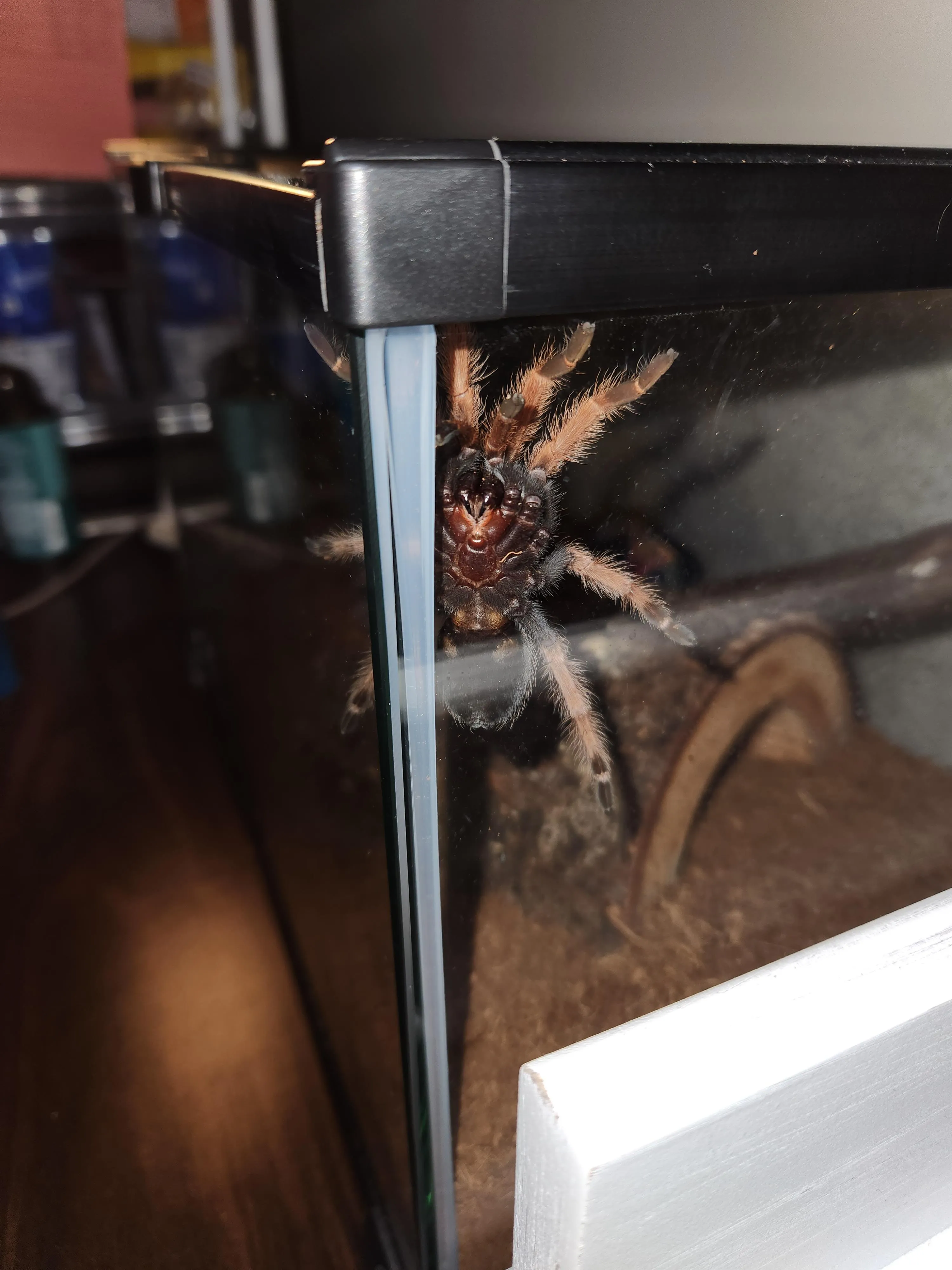 20197 tarantula gender overview