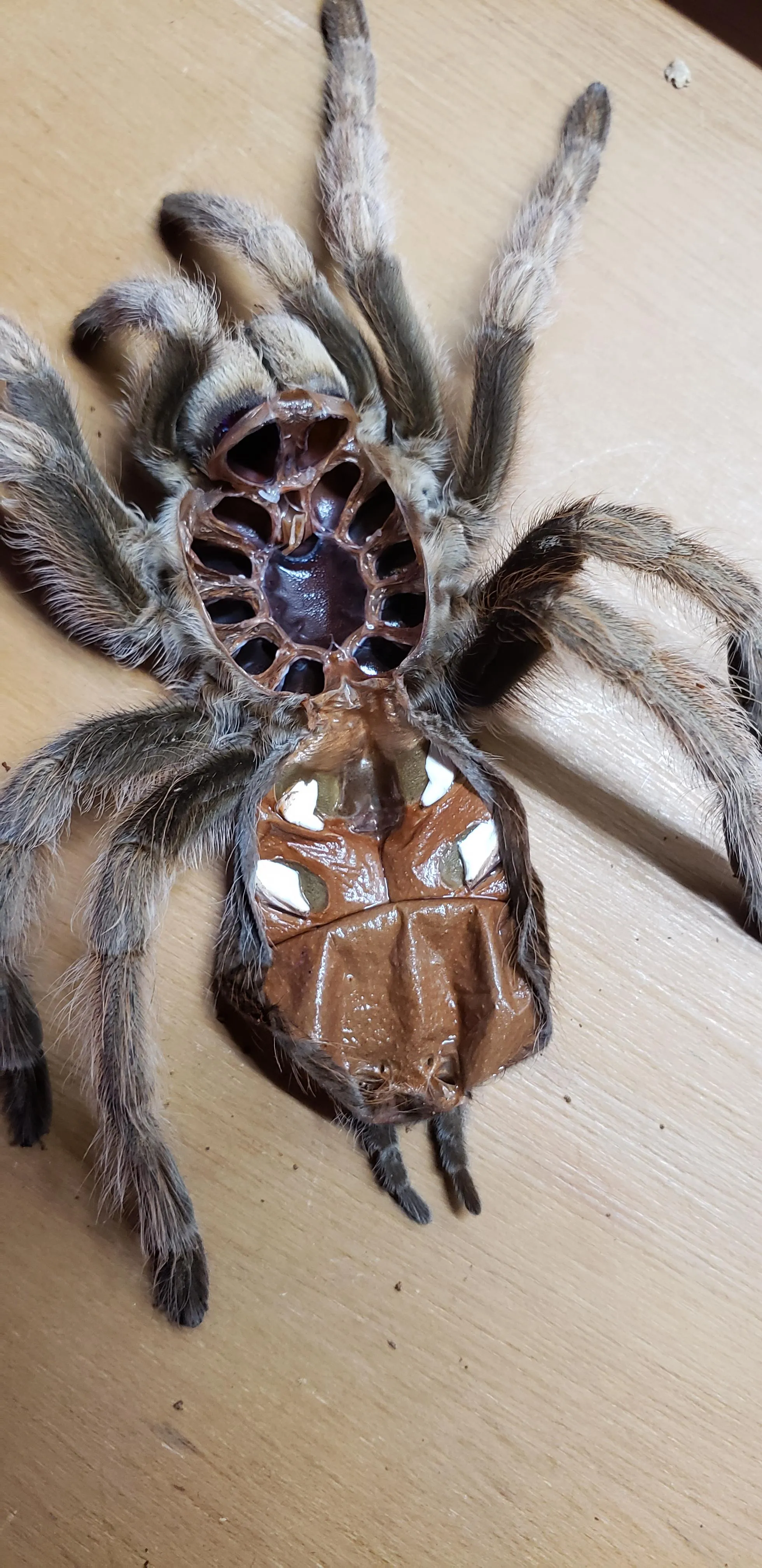 20197 tarantula molt examination