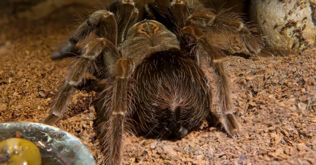 20197 tarantula pedipalps