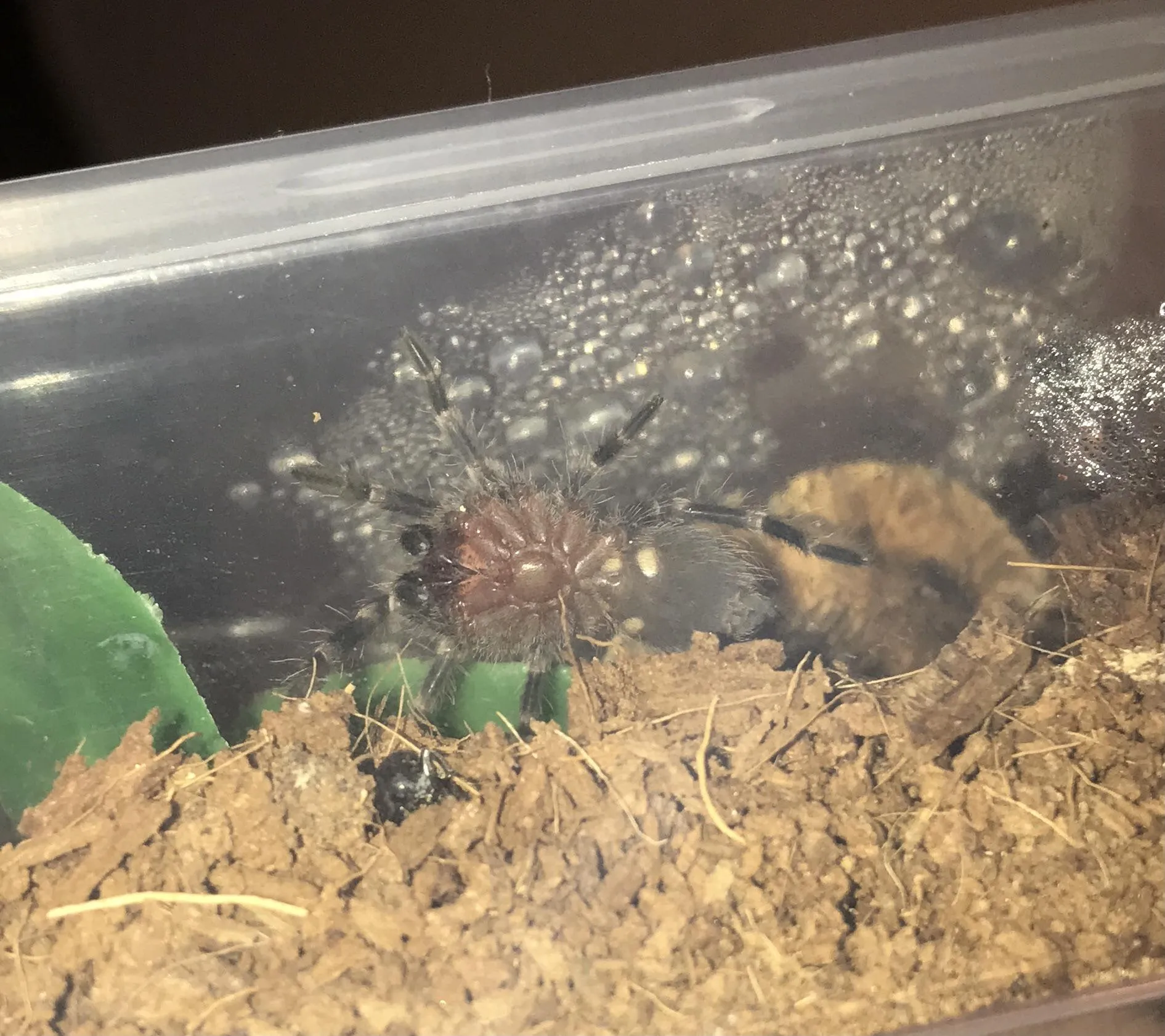 20197 tarantula size comparison