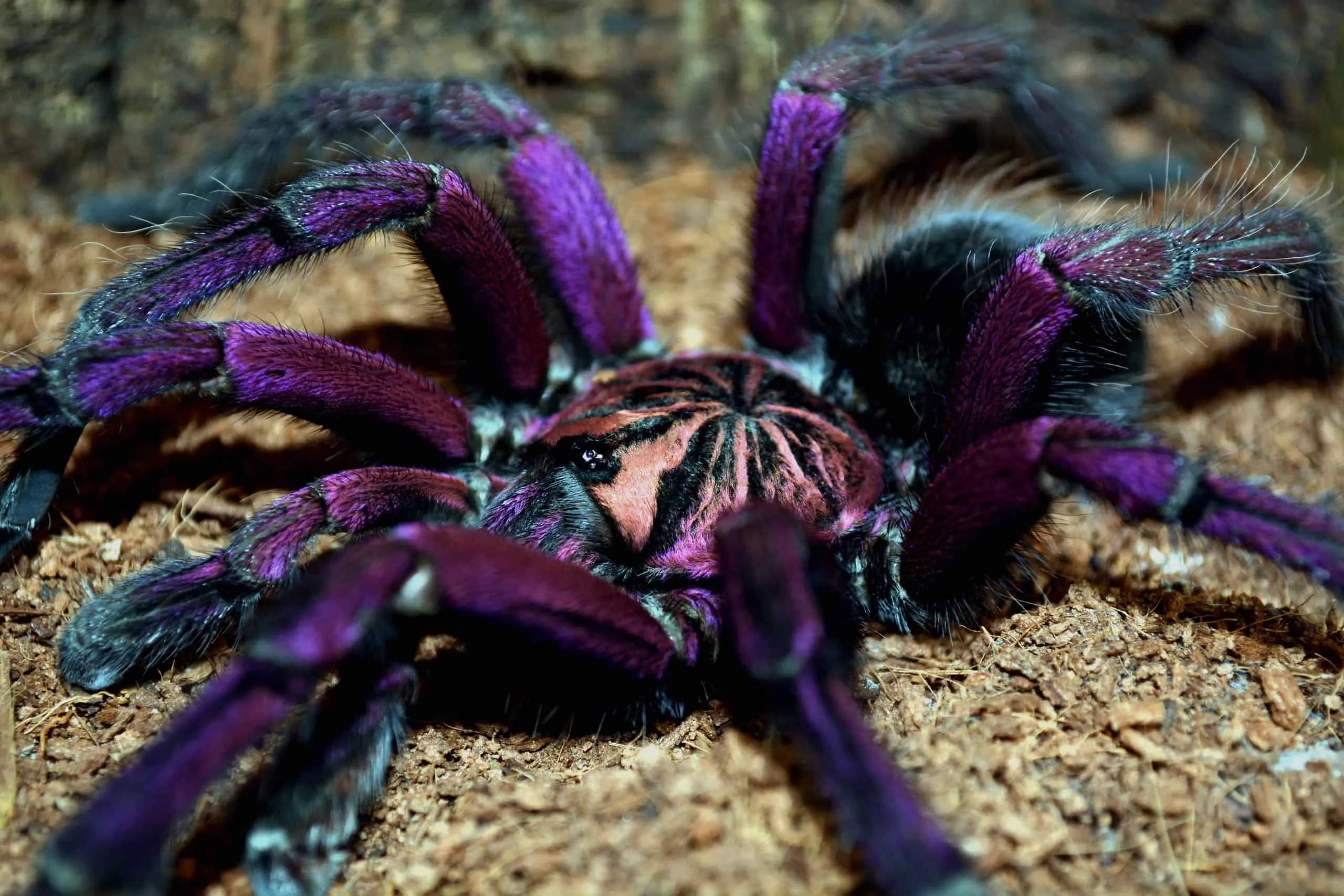 /img/20199-web-tarantula-close-up.webp