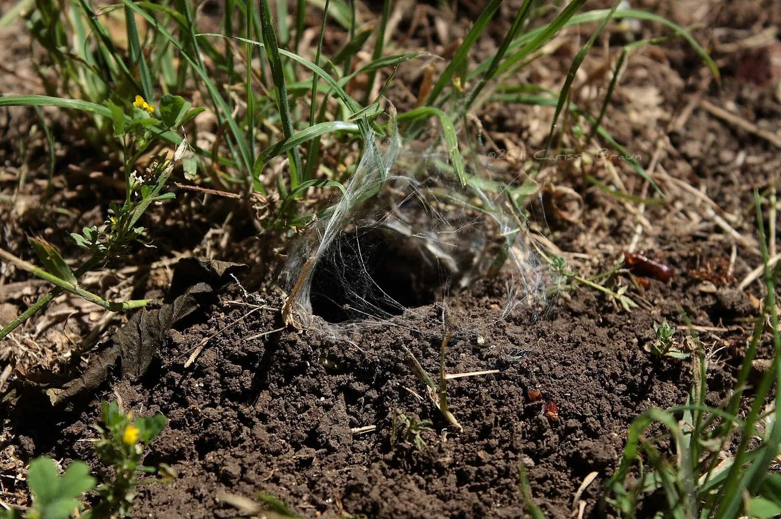 20199 web tarantula conservation