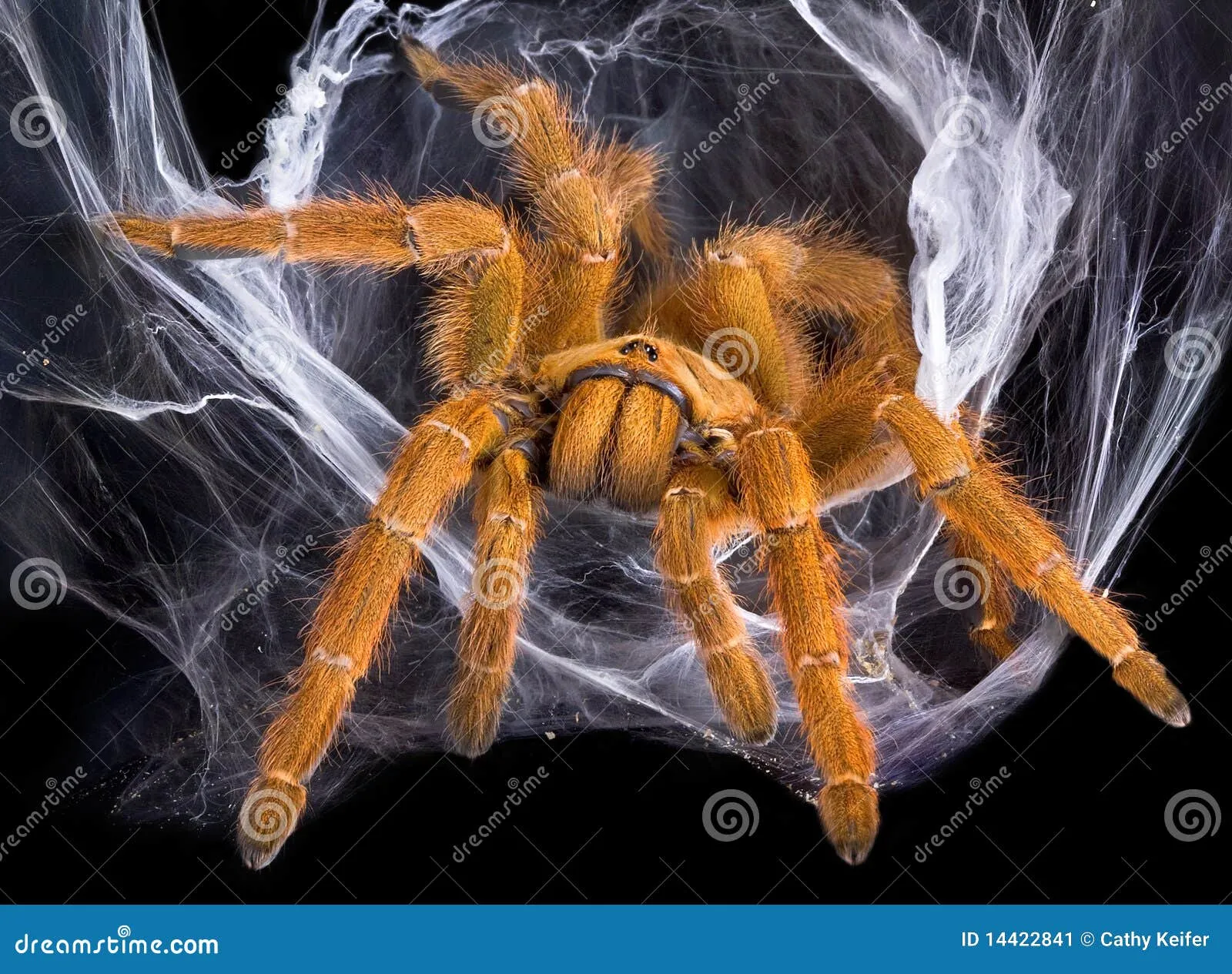 20199 web tarantula hunting