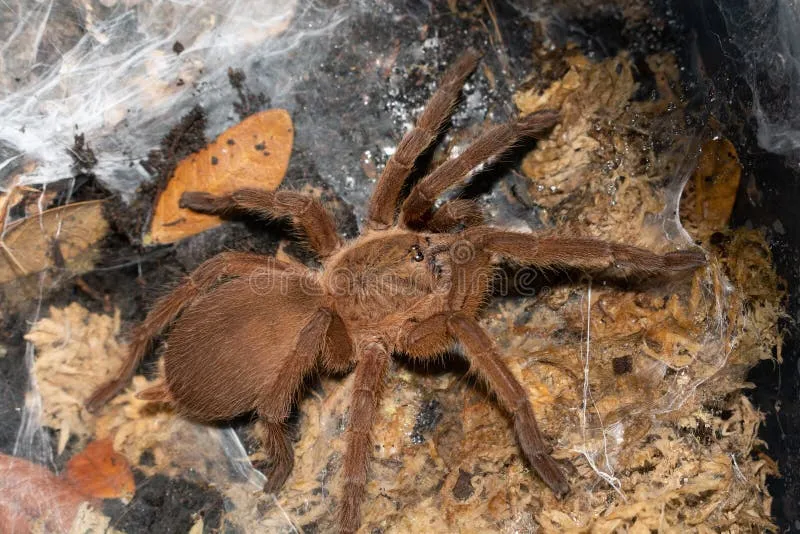 20199 web tarantula venom