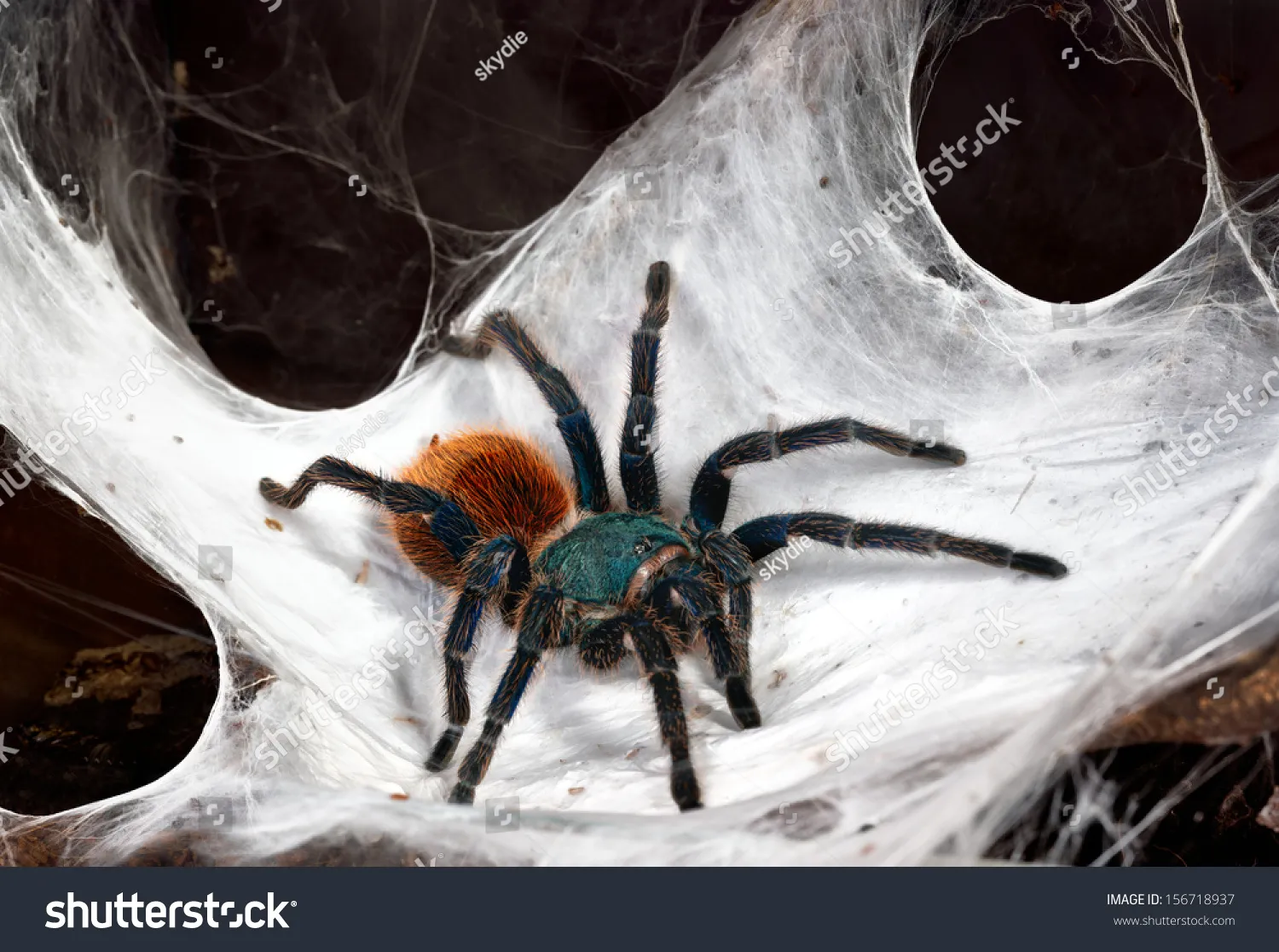 20199 web tarantula web
