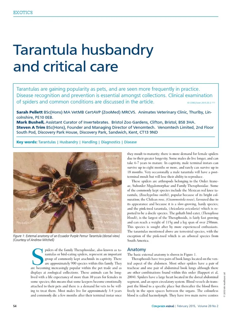 20200 tarantula spiderling enclosure