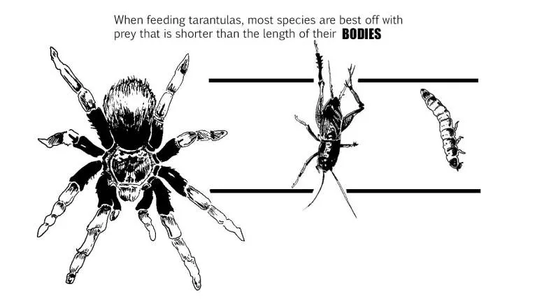 20200 tarantula spiderling feeding