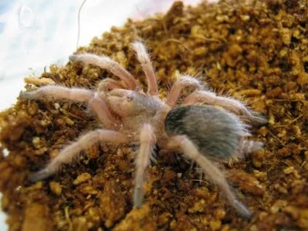/img/20200-tarantula-spiderling-healthy.webp