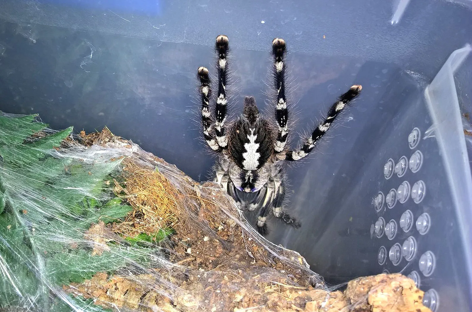 20200 tarantula spiderling molting