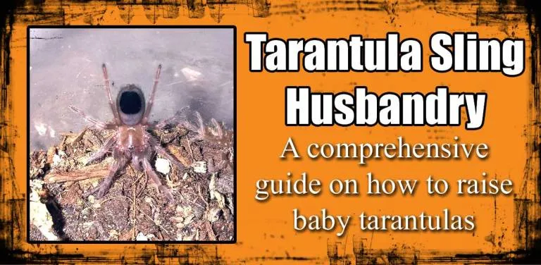 20200 tarantula spiderling watering