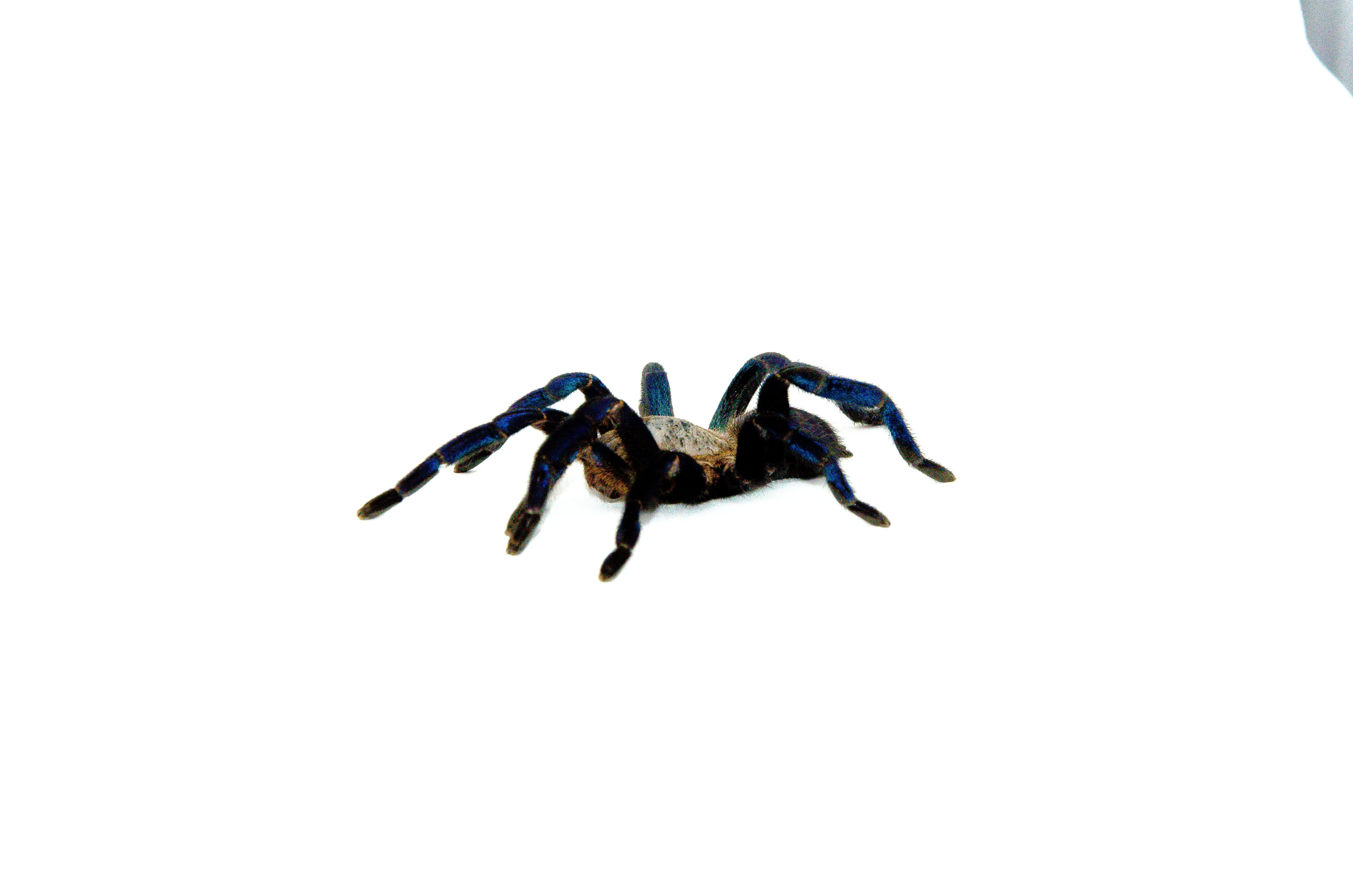 /img/20204-mgs3-tarantula-handling.webp