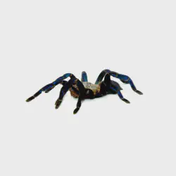 /img/20204-mgs3-tarantula-handling.webp