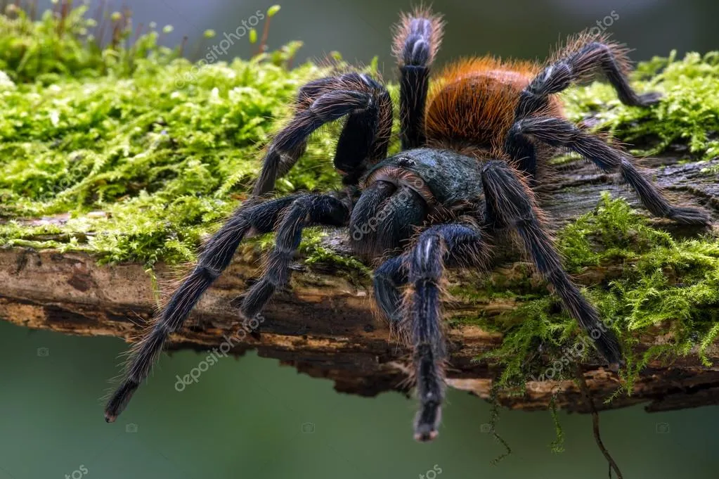 /img/20207-blue-tarantula-conservation.webp