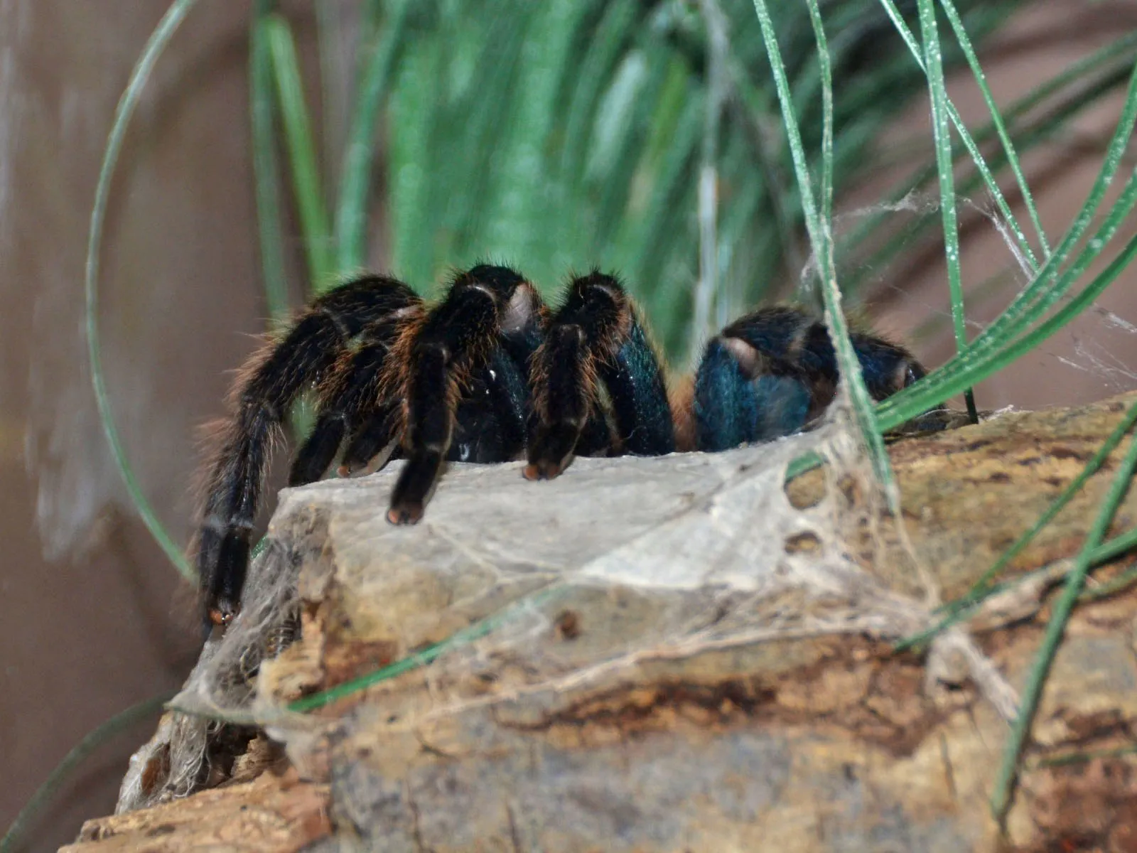 20207 blue tarantula in the wild