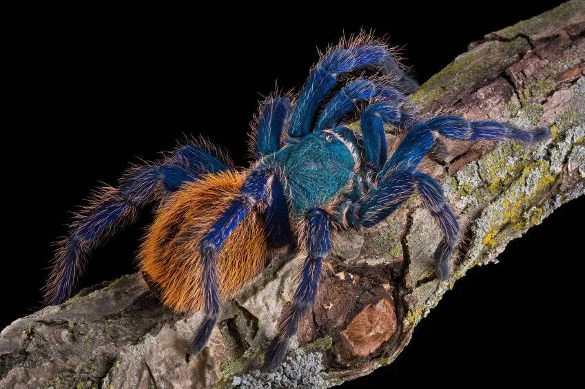 20207 blue tarantula threats