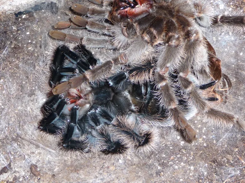 20208 tarantula feeding