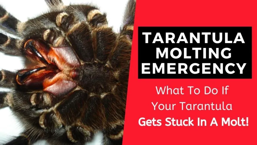 /img/20208-tarantula-stuck-molt.webp