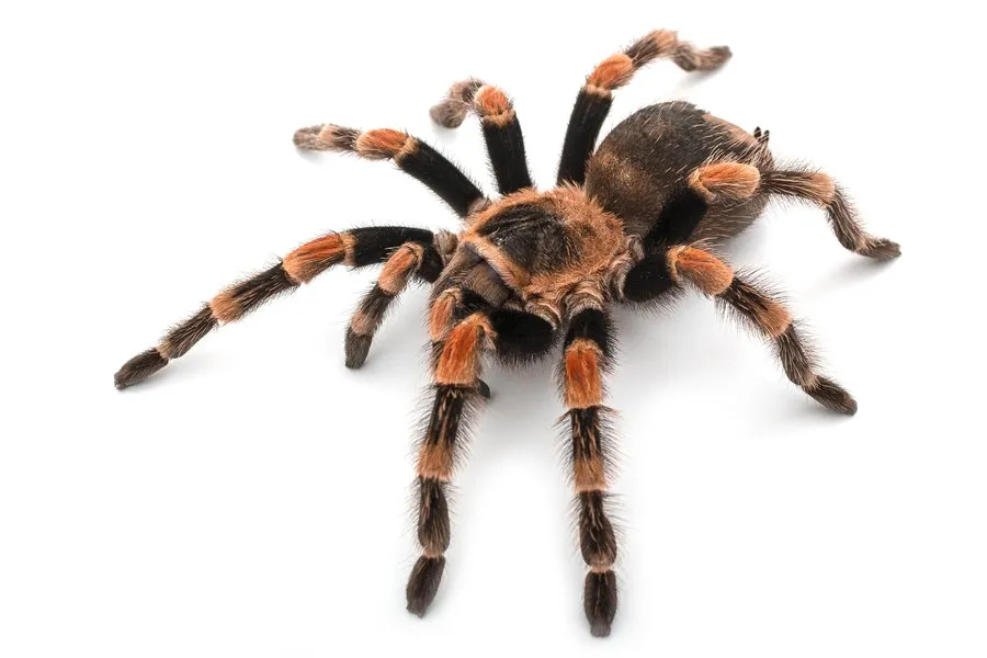 20213 common tarantula species