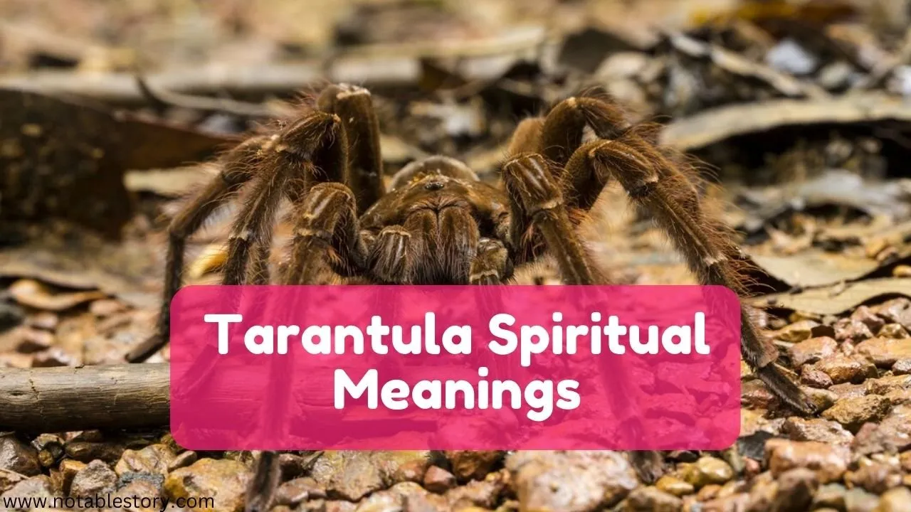 20213 la tarantula translation