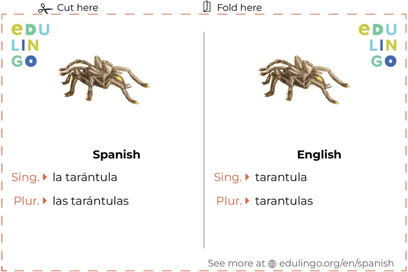 20213 tarantula gendered nouns
