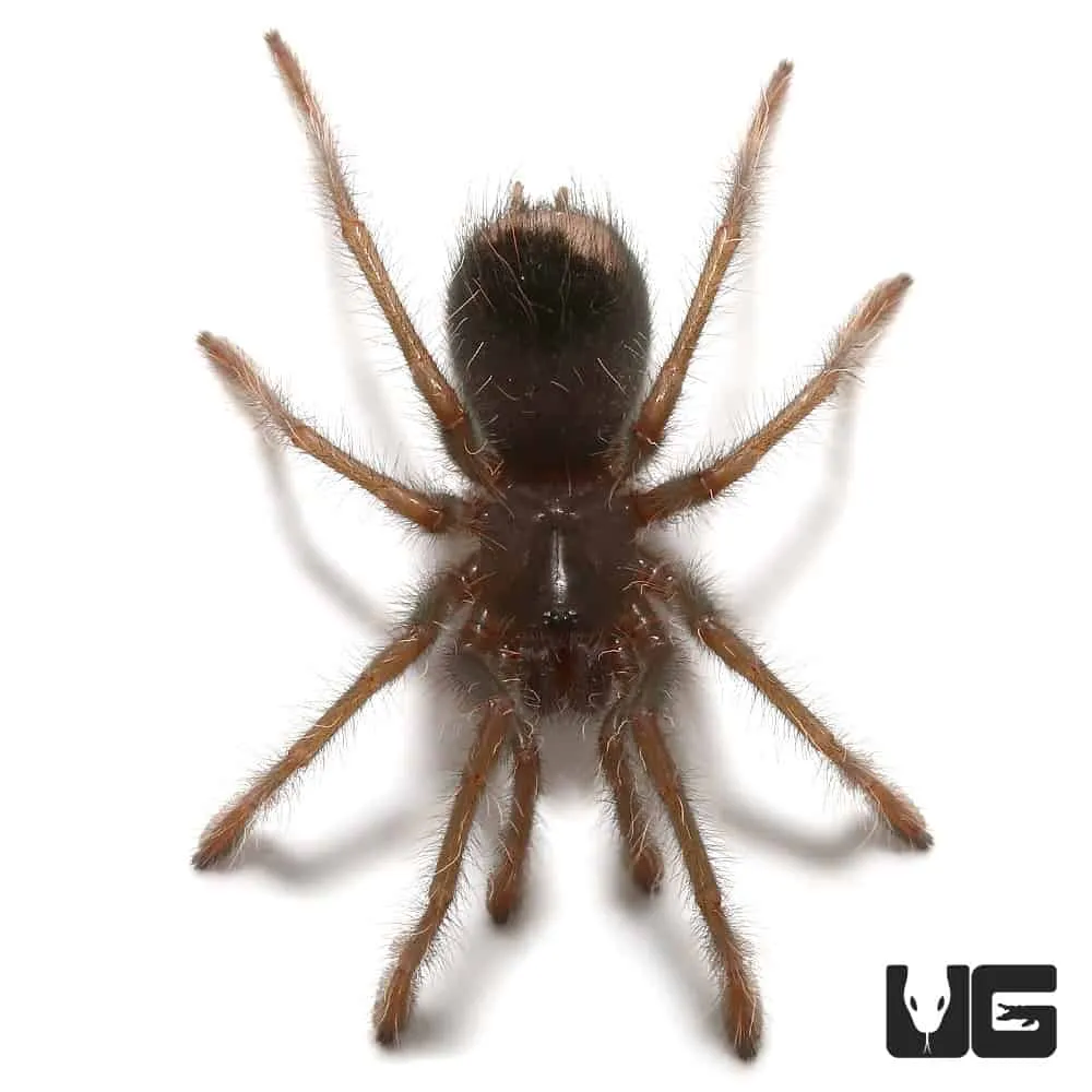 20214 steely blue leg tarantula 1