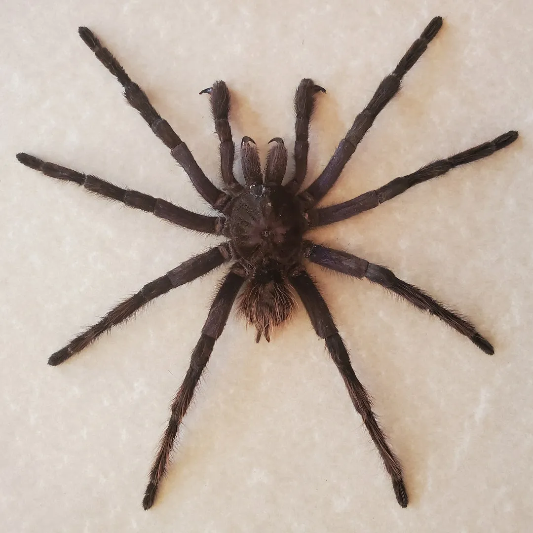 20214 steely blue leg tarantula 3