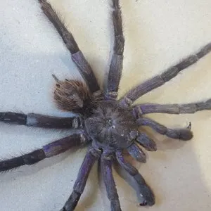 20214 steely blue leg tarantula 4
