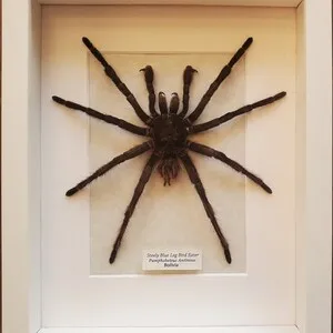 20214 steely blue leg tarantula 5