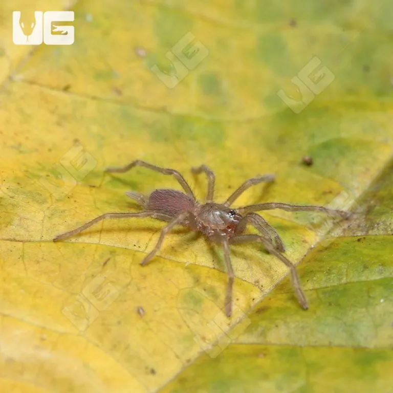 20214 steely blue leg tarantula 6