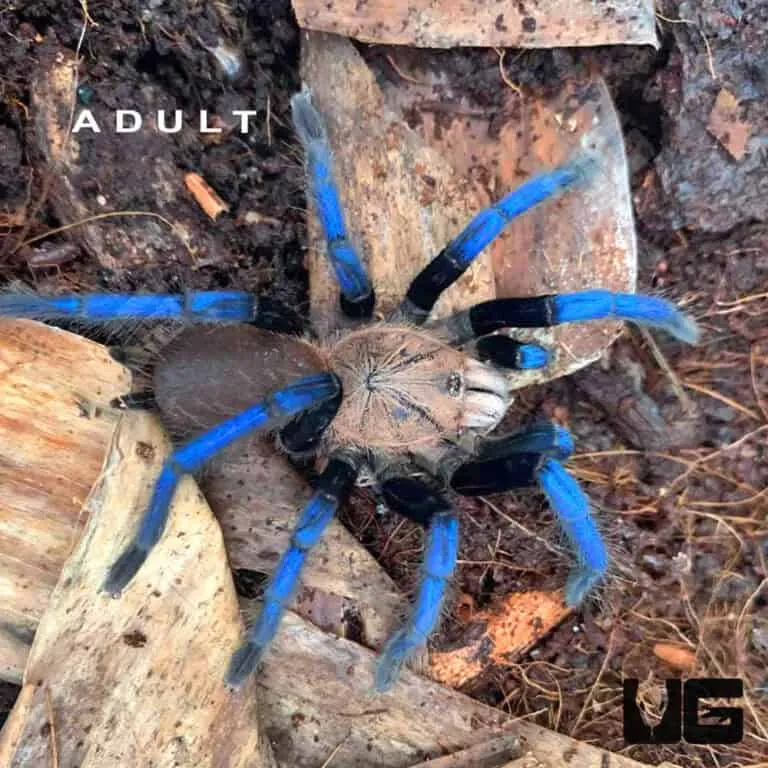 /img/20214-steely-blue-leg-tarantula-7.webp