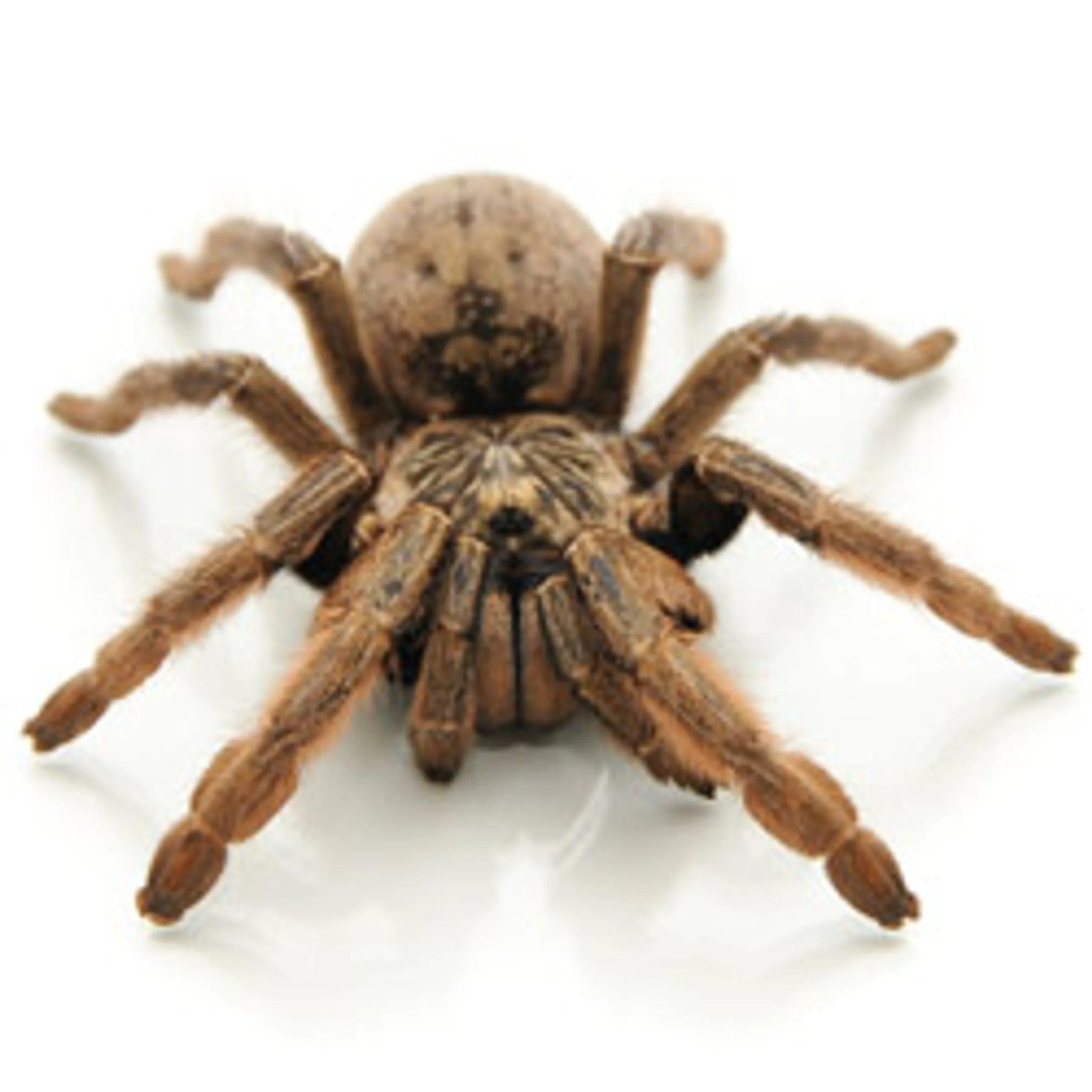 20223 female stripe knee tarantula